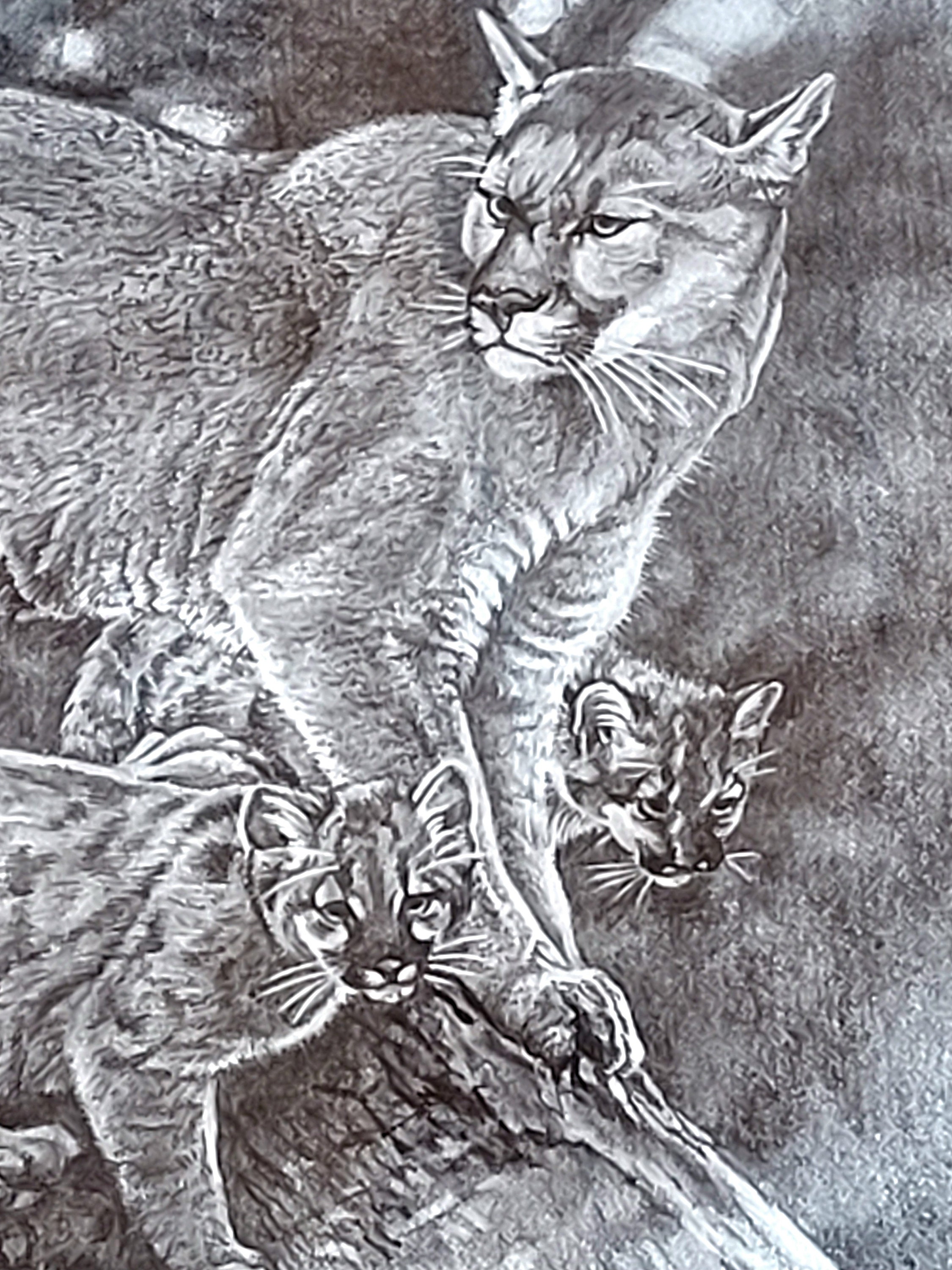 Vintage Original Pencil Drawing of Mountain Lion With Two Kittens ...