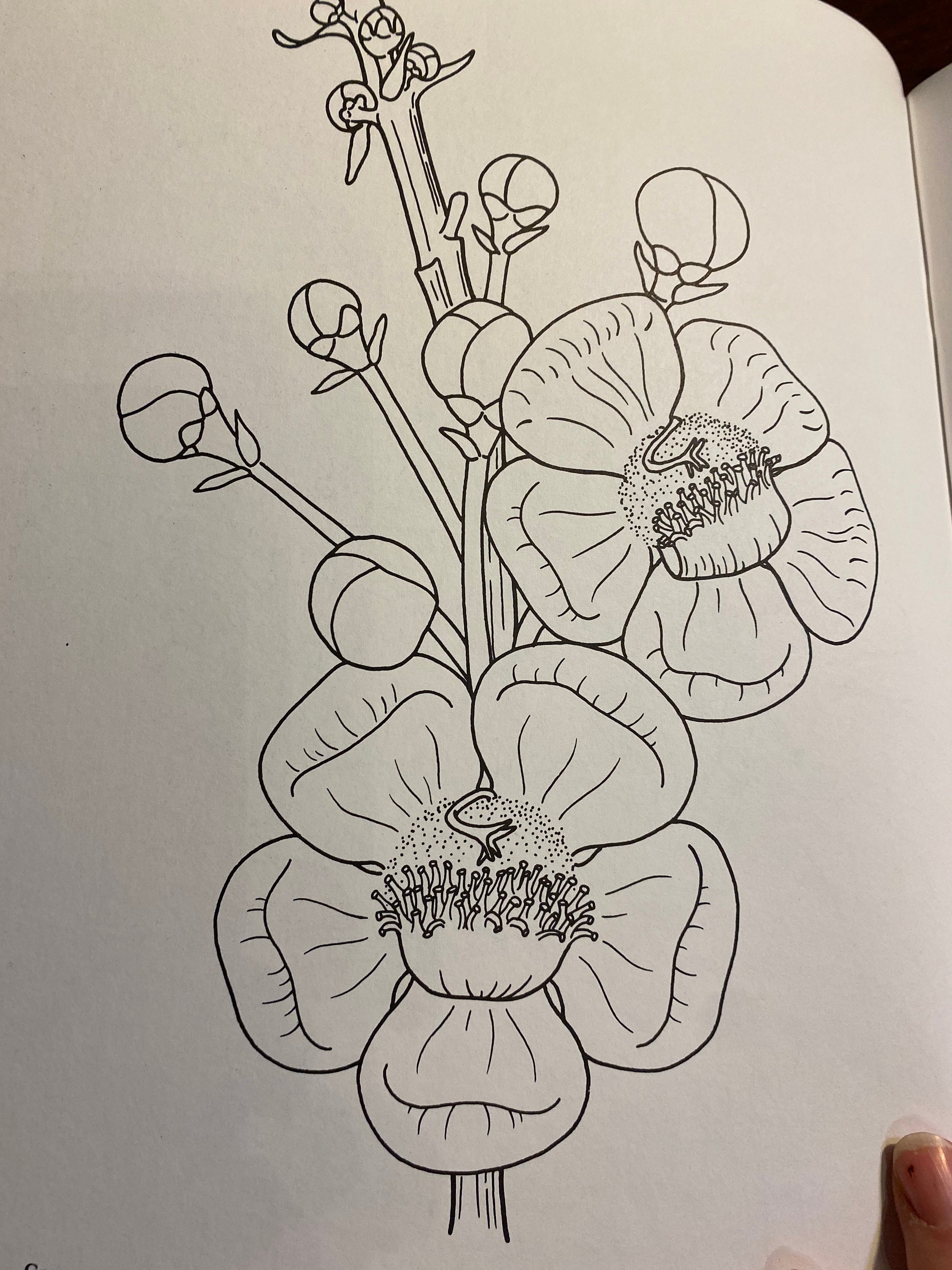 Tropical Flowers of the World Coloring Book - 1981- Lynda Chandler