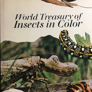 World Treasury of Insects in Color: ants, beetles, moths, butterflies, bees, walking sticks - Learn About them with Illustrations / Pictures