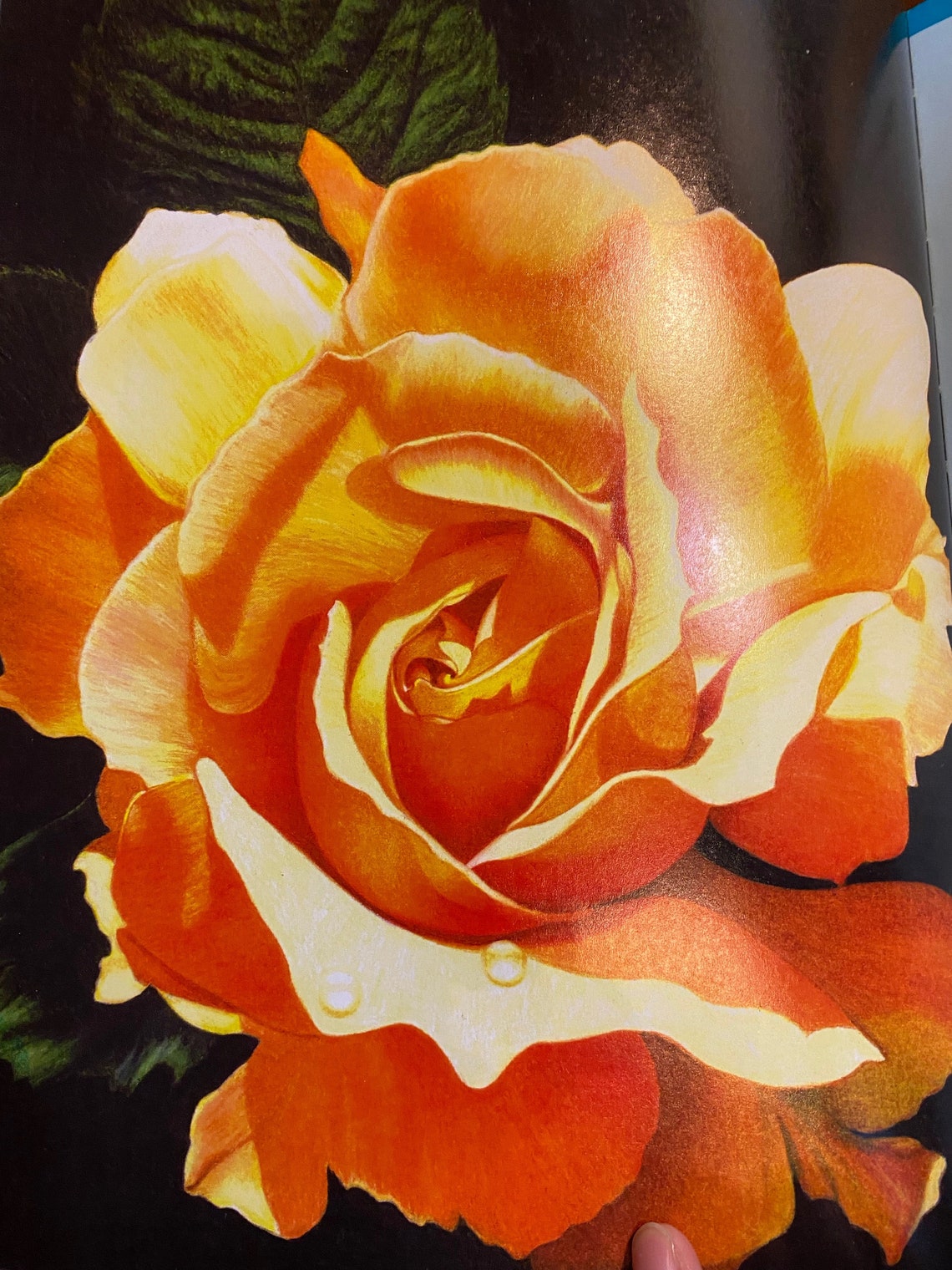 Art of Colored Pencil Drawing Step by Step Walter Foster Etsy