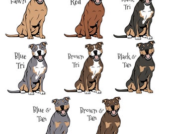 Bull Terrier Tri Color Bully Pitbull American Bully Tricolor