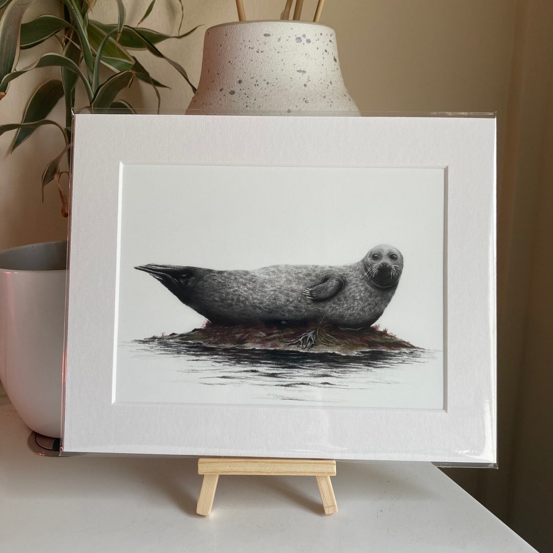 Seal banana Pose on a Rock, Mounted Print, Coloured Pencil Artwork