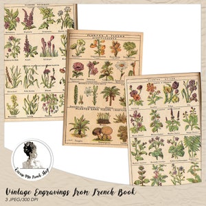 Vintage Botanical Sheets Digitals | French Flowers Book Pages Printables | Plant Lover Digital | Digital Weeds & Plants Floral Illustrations