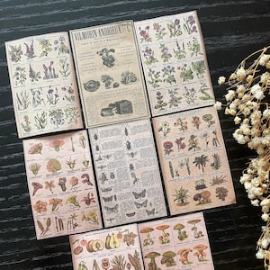 Botanische vintage stickers | Vintage planten- en paddenstoelenstickers | Stationery Plant Lovers van French Shop | Paddenstoelenstickers