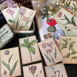 Beautiful Botanical Stickers | Plant Lover Stationery | Botanical Illustrations Sticker | Tulip and Banana Tree Stickers | Free Shipping