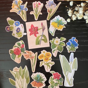Stickers plantes et fleurs tropicales | Livraison internationale gratuite | Stickers plantes mignonnes | Stickers botaniques colorés | Boutique française
