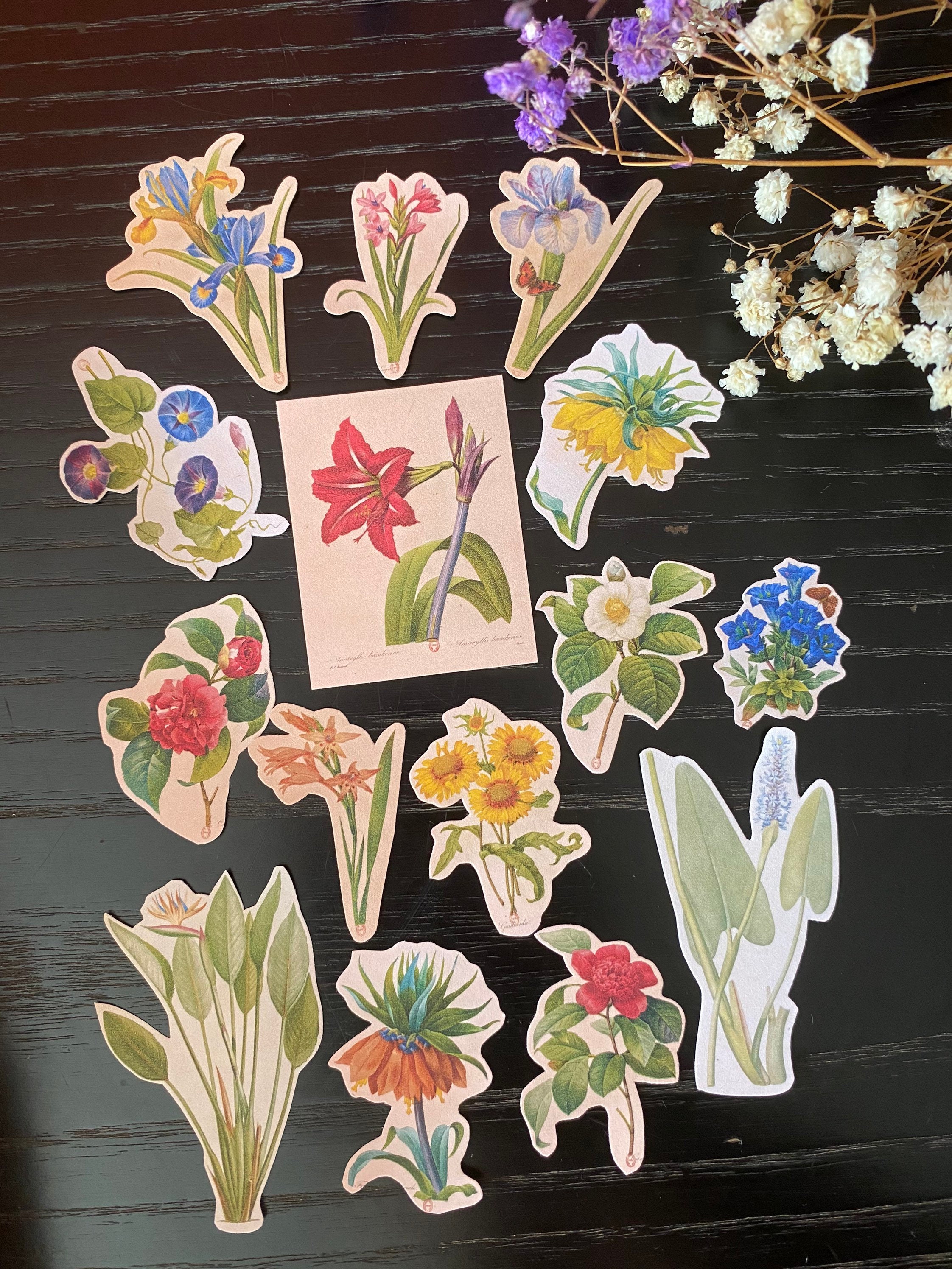 Pack d'autocollants botaniques tropicaux | 12 fleurs découpées | Amaryllis, iris, tournesols, roses pour carnets et scrapbooking