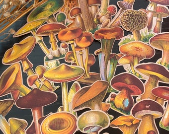Mushroom Sticker Bundle 26pc, Large Botanical Die Cut Set, All Species Fungi Cottagecore Junk Journal + Free Washi Sample