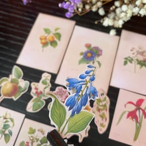 Pacchetto adesivi piante e frutti / Adesivi botanici colorati con un tocco vintage / Bellissimi adesivi fatti a mano / Negozio di cancelleria francese