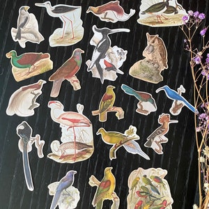 Vogel Sticker Pack x 19 Stück | Großes Pack Vögelchen Sticker | Artsy Bird Stickers | Bunte Matte Aufkleber aus Frankreich | Natur-Liebhaber-Geschenk