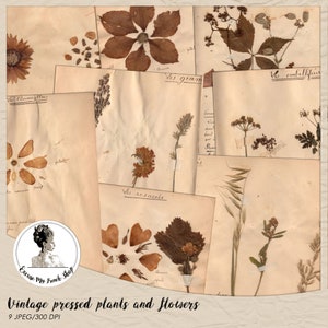 Digital Pressed Flowers | Vintage Pressed Plants to Download | French Herbarium Digitals | Vintage Botanicals to Print Out