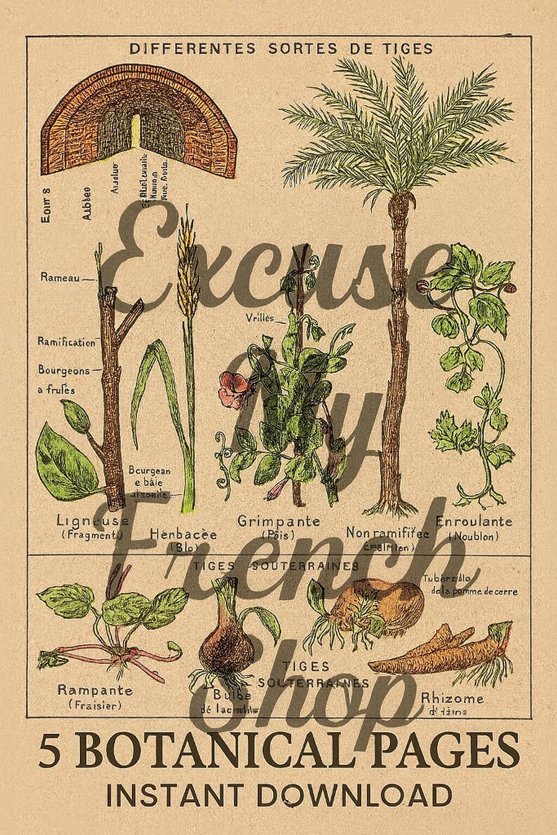 Puede incluir: Ilustraci&oacute;n bot&aacute;nica vintage con varios tipos de plantas, incluyendo una palmera, trigo y plantas trepadoras. La imagen tiene texto en franc&eacute;s y las palabras "5 BOTANICAL PAGES" y "INSTANT DOWNLOAD".
