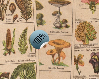 Digital Mushroom Printables | Mushroom Botanical Printables | Digital Illustrations of Flowers and Fruits | Digital French Book Pages
