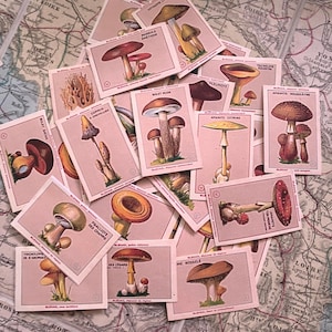 May include: A collection of vintage mushroom identification cards with pink backgrounds and illustrations of different types of mushrooms. The cards feature French text and scientific names for each mushroom.