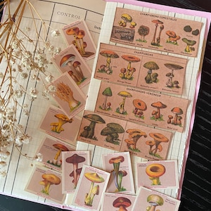 Vintage paddestoelstickers | Gemengde botanische stickers | Afpelbare kwaliteitsstickers | Replica's van vintage boeken