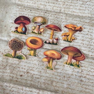 Stickers champignons forestiers | Pack d'autocollants botaniques | Autocollants détachables en forme de champignon x 8 | Stickers plantes | Autocollants d'automne | Motif champignon