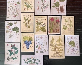 May include: Set of 12 vintage botanical illustrations featuring various plants and flowers. The illustrations are printed on white paper with a textured surface and have a rustic, antique aesthetic.