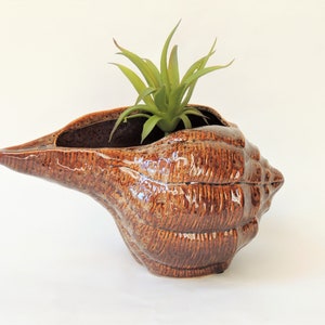 May include: A brown ceramic seashell planter with a glossy finish, holding a green succulent plant. The planter has a textured surface and a unique, elongated shape, perfect for coastal decor.