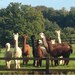 Cotswold Alpacas