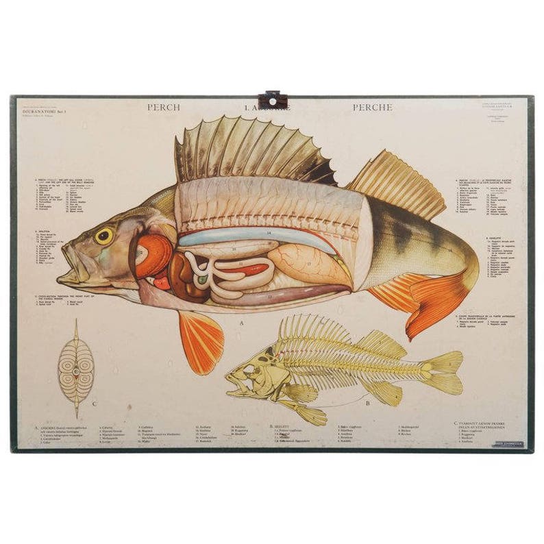 Antique Swedish School, Teaching Chart, Poster "perch" Etsy