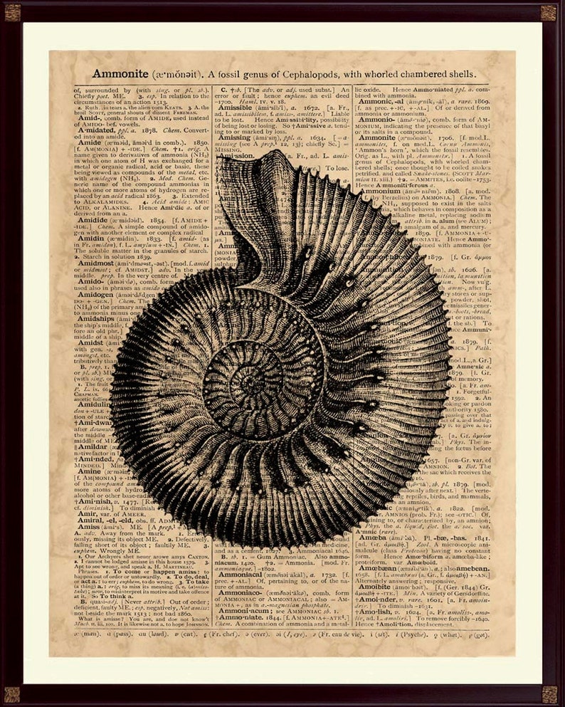 Ammonite Print, Beach House Decor, Nautical Wall Art, Sea Life Print, Nautical Decor, Ocean Decor, Sea Life Art, Coastal Decor Antiqued background