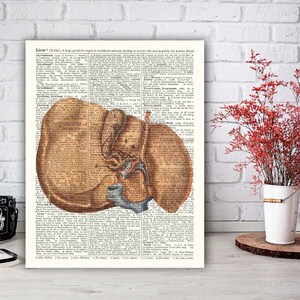 Liver Anatomy Art Print, Human Liver Wall Art, Hepatologist Gift