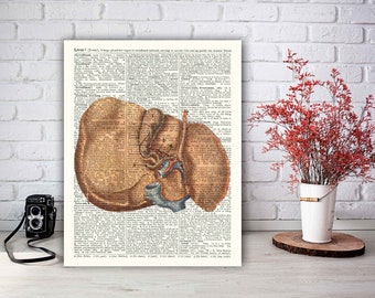 Liver Anatomy Art Print, Human Liver Wall Art, Hepatologist Gift