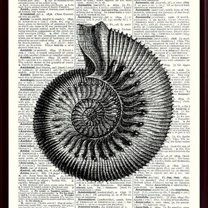 Ammonite Print, Beach House Decor, Nautical Wall Art, Sea Life Print, Nautical Decor, Ocean Decor, Sea Life Art, Coastal Decor Black illustration