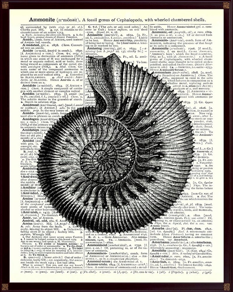 Ammonite Print, Beach House Decor, Nautical Wall Art, Sea Life Print, Nautical Decor, Ocean Decor, Sea Life Art, Coastal Decor Black illustration