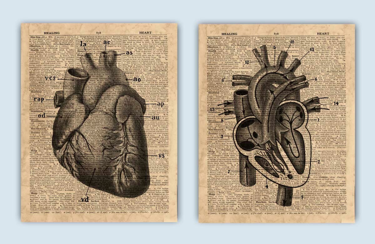 Vintage Heart Anatomy Art Prints, Cardiology Office Decor, Set of 3 - Etsy