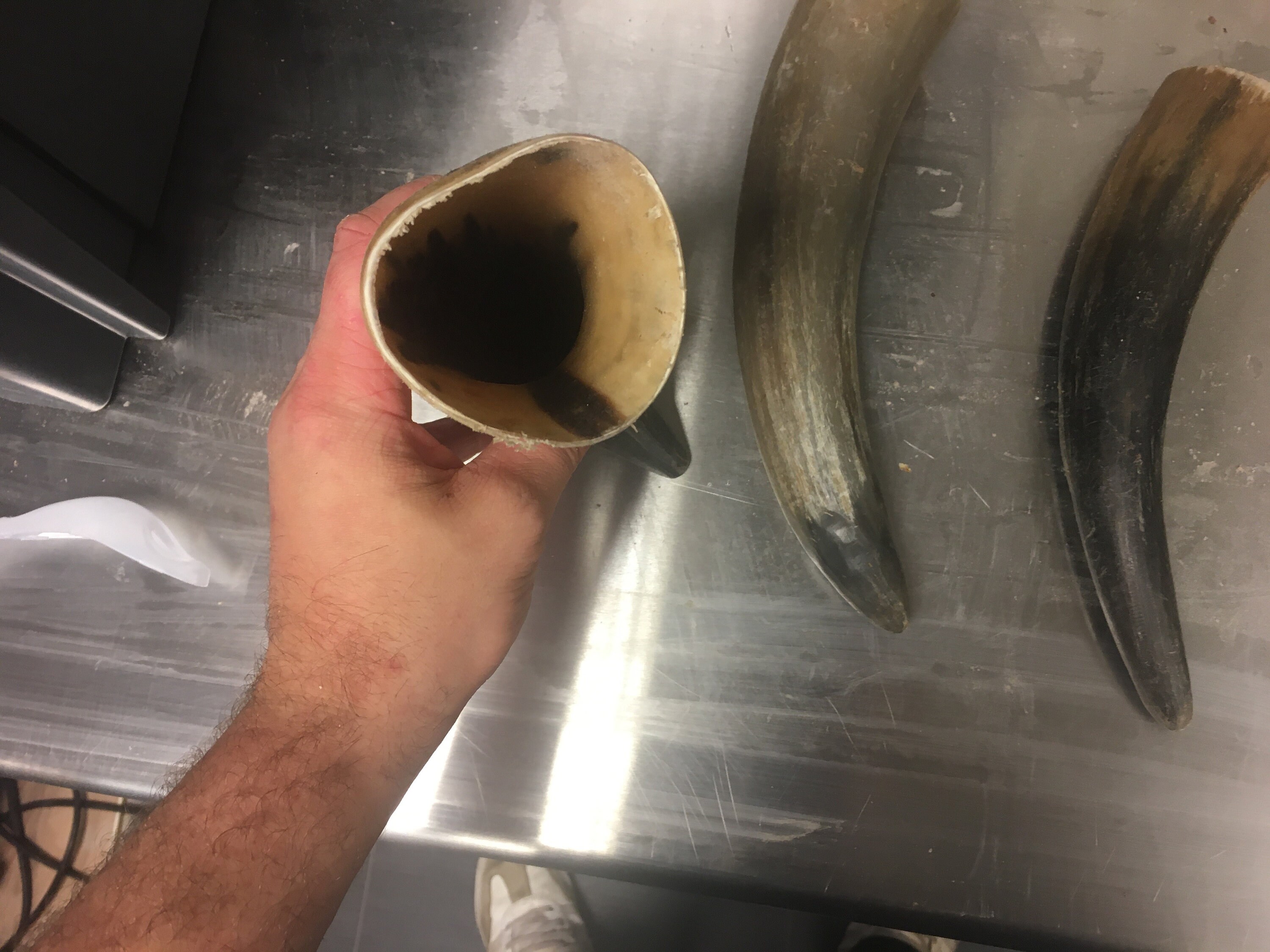 Cow Horn for Arts Crafts Taxidermy Homewares Stickmaking Etsy