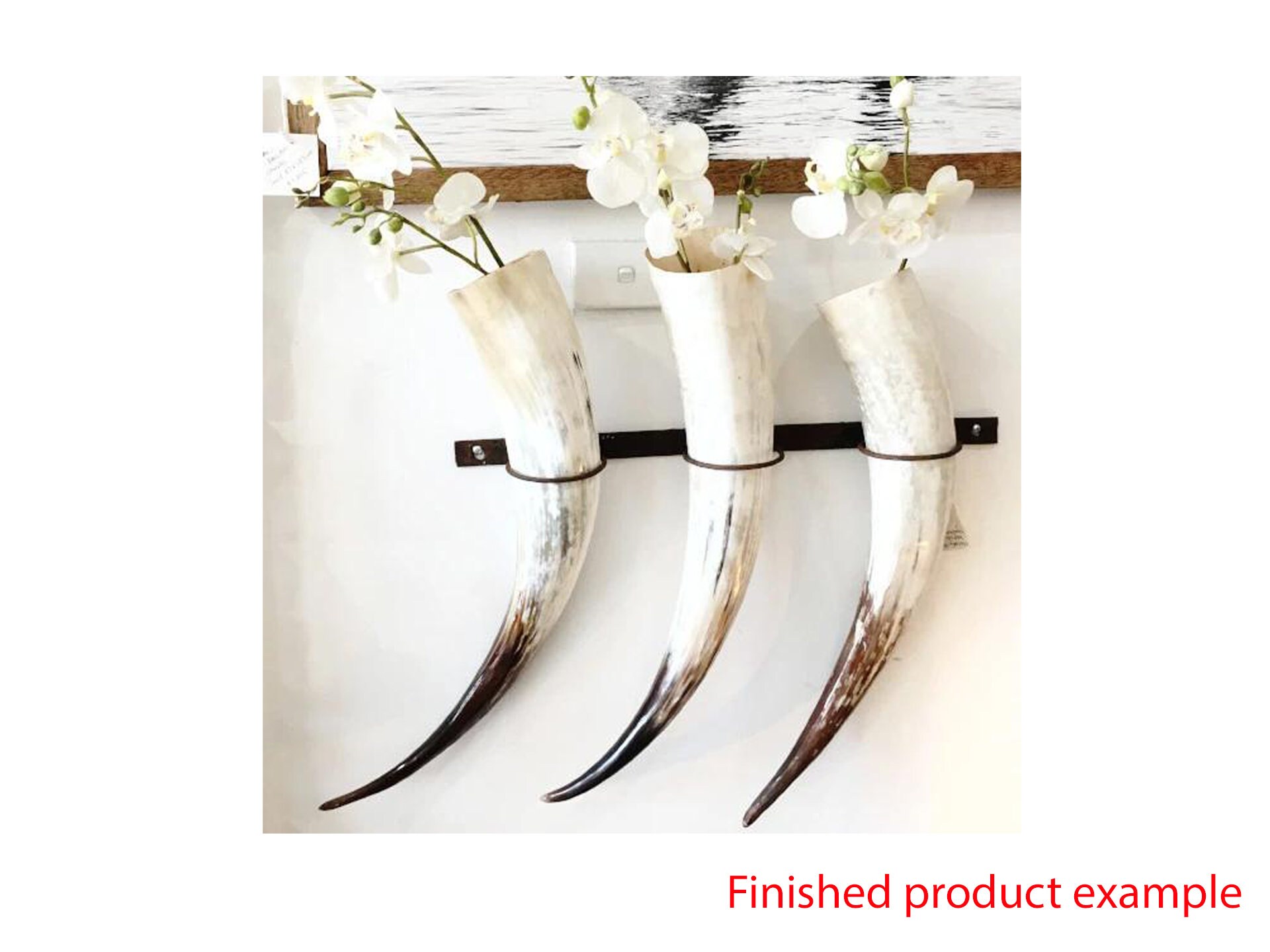 Cow Horn for Arts Crafts Taxidermy Homewares Stickmaking Etsy