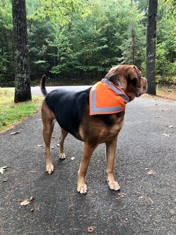 Hunter Orange Reflective Dog Bandana Etsy Canada