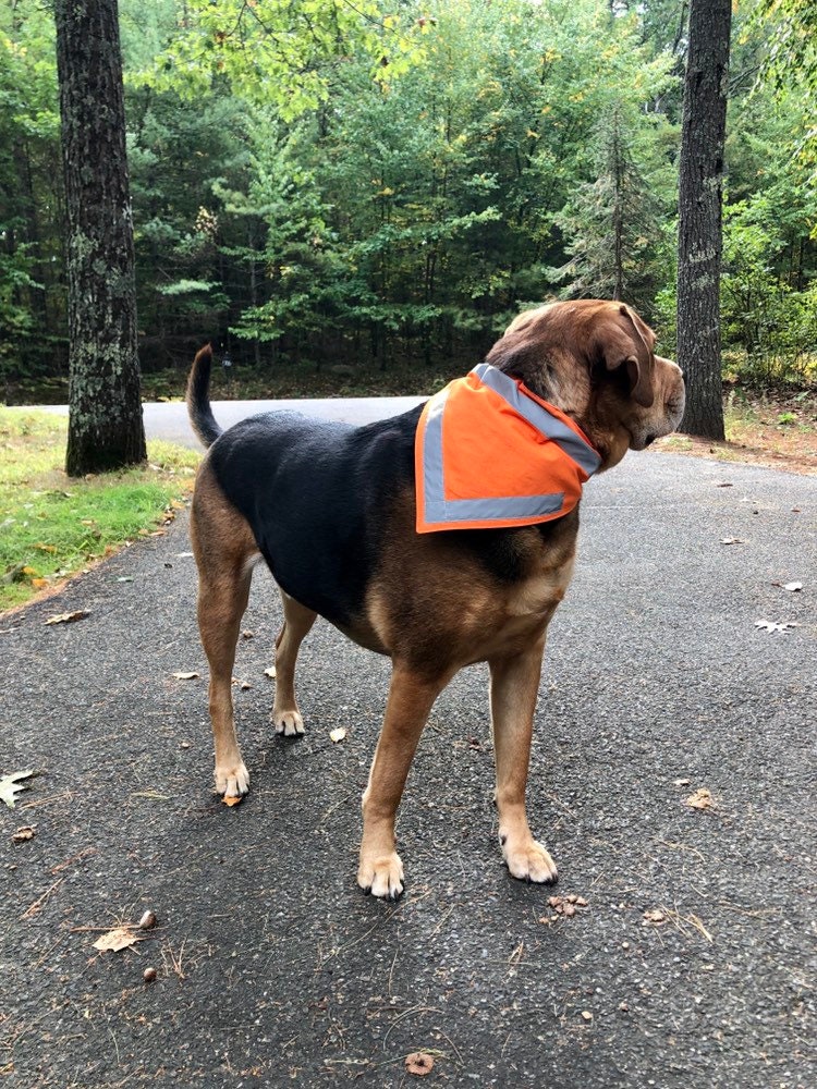 Blaze orange neoprene 2025 dog vest