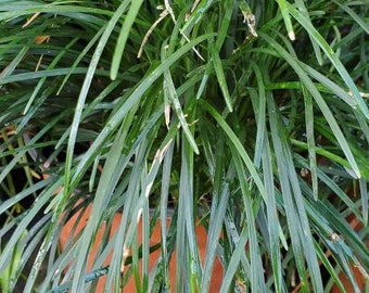 50 plants Regular Full sized Mondo Grass aka Monkey grass Ophiopogon Japonicus bare root liriope