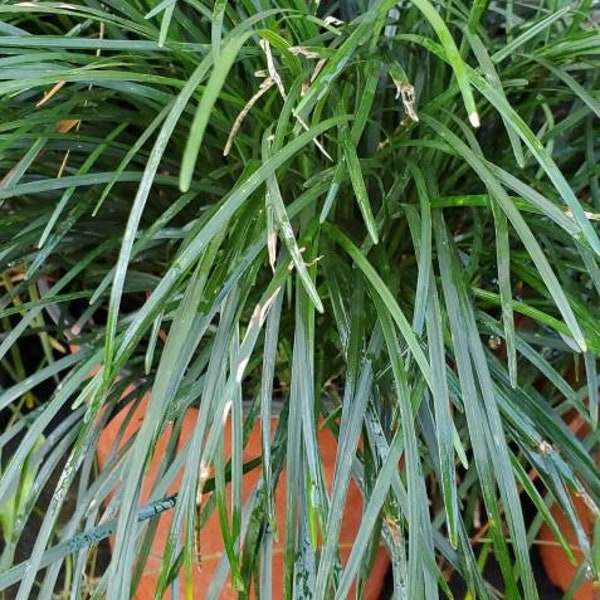 50 plants Regular Full sized Mondo Grass aka Monkey grass Ophiopogon Japonicus bare root liriope