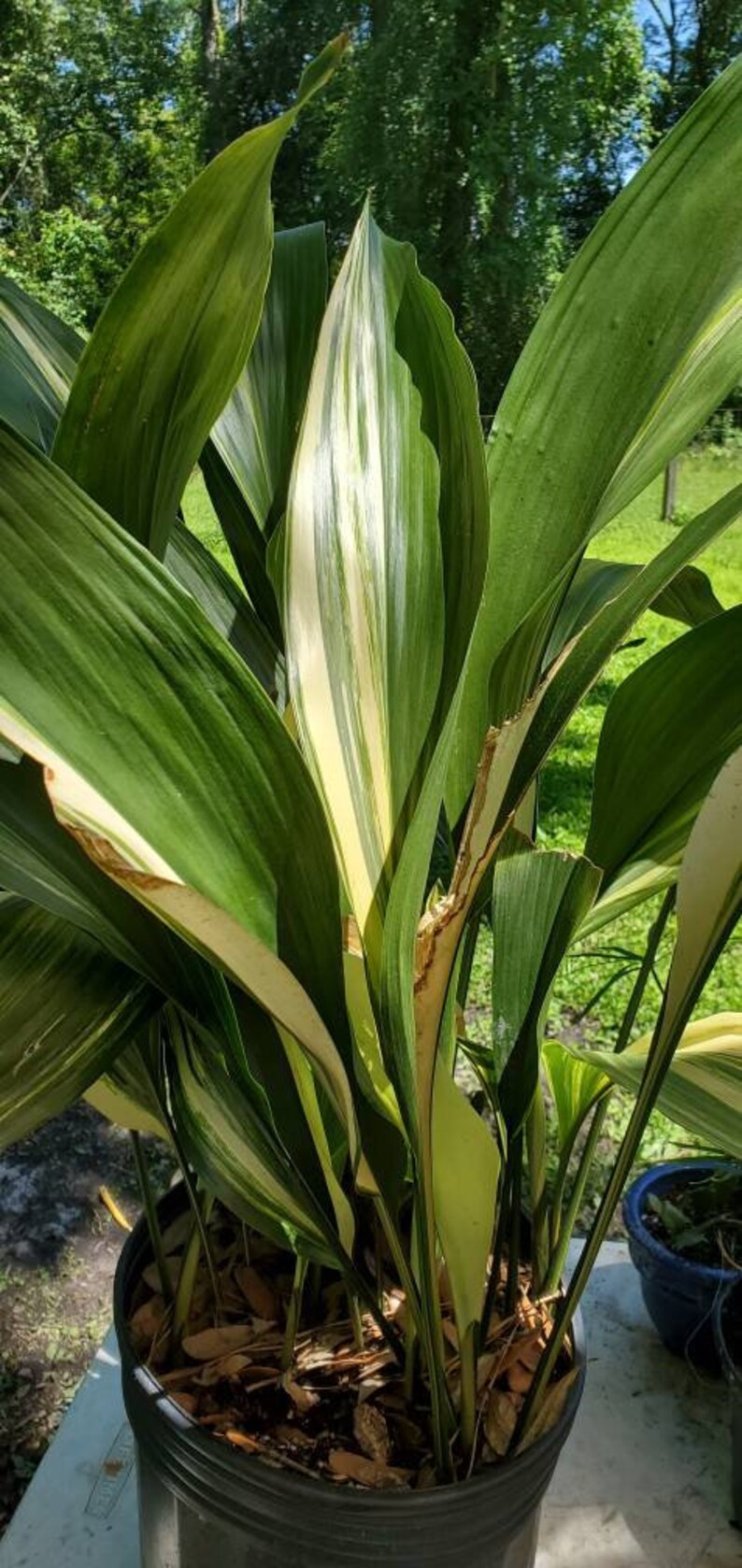 Variegated Aspidistra Elatior Variegata Cast Iron Plant 5