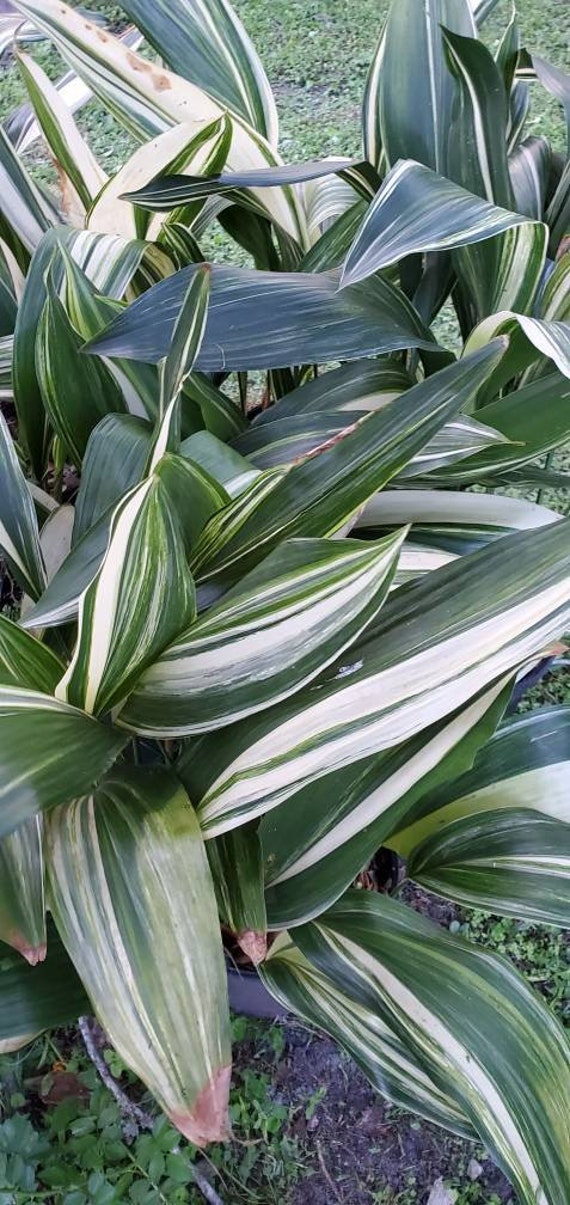 Variegated Aspidistra Elatior Variegata Cast Iron Plant 5