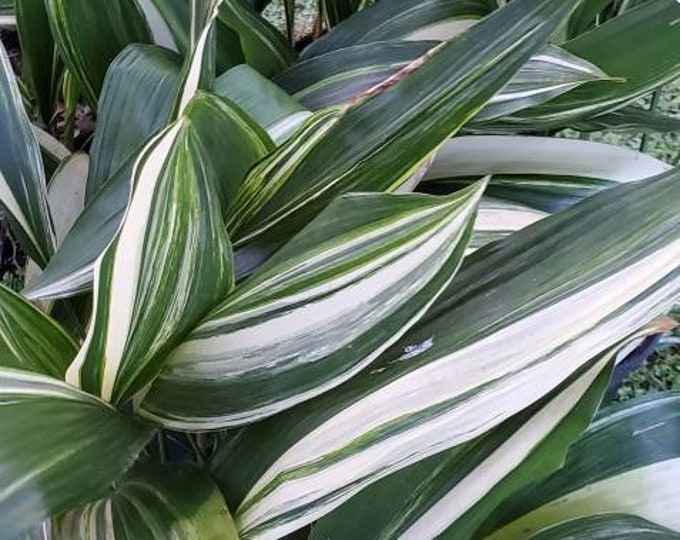 Variegated Aspidistra Elatior Variegata Cast Iron Plant 5 Rhizomes With Leaves Etsy