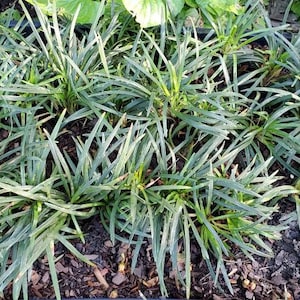 250 plants Dwarf Mondo Grass Ophiopogon Japonicus "nanus" bare root lily turf monkey