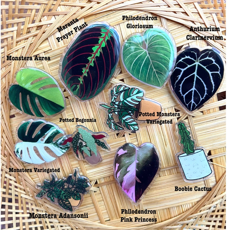 May include: Assortment of ten clear plastic round stickers featuring illustrations of different houseplants. The stickers include Monstera Aurea, Maranta Prayer Plant, Monstera Variegated, Philodendron Gloriosum, Anthurium Clarinervium, Potted Begonia, Potted Monstera Variegated, Monstera Adansonii, Philodendron Pink Princess, and Boobie Cactus.