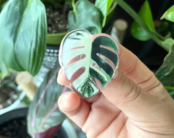 Monstera Albo Variegated Plant Leaf Charm for Shoes, Crocs Plant Charm,  Indoor Plant Pin Charm for Clogs, Houseplant Accessories for Shoes 