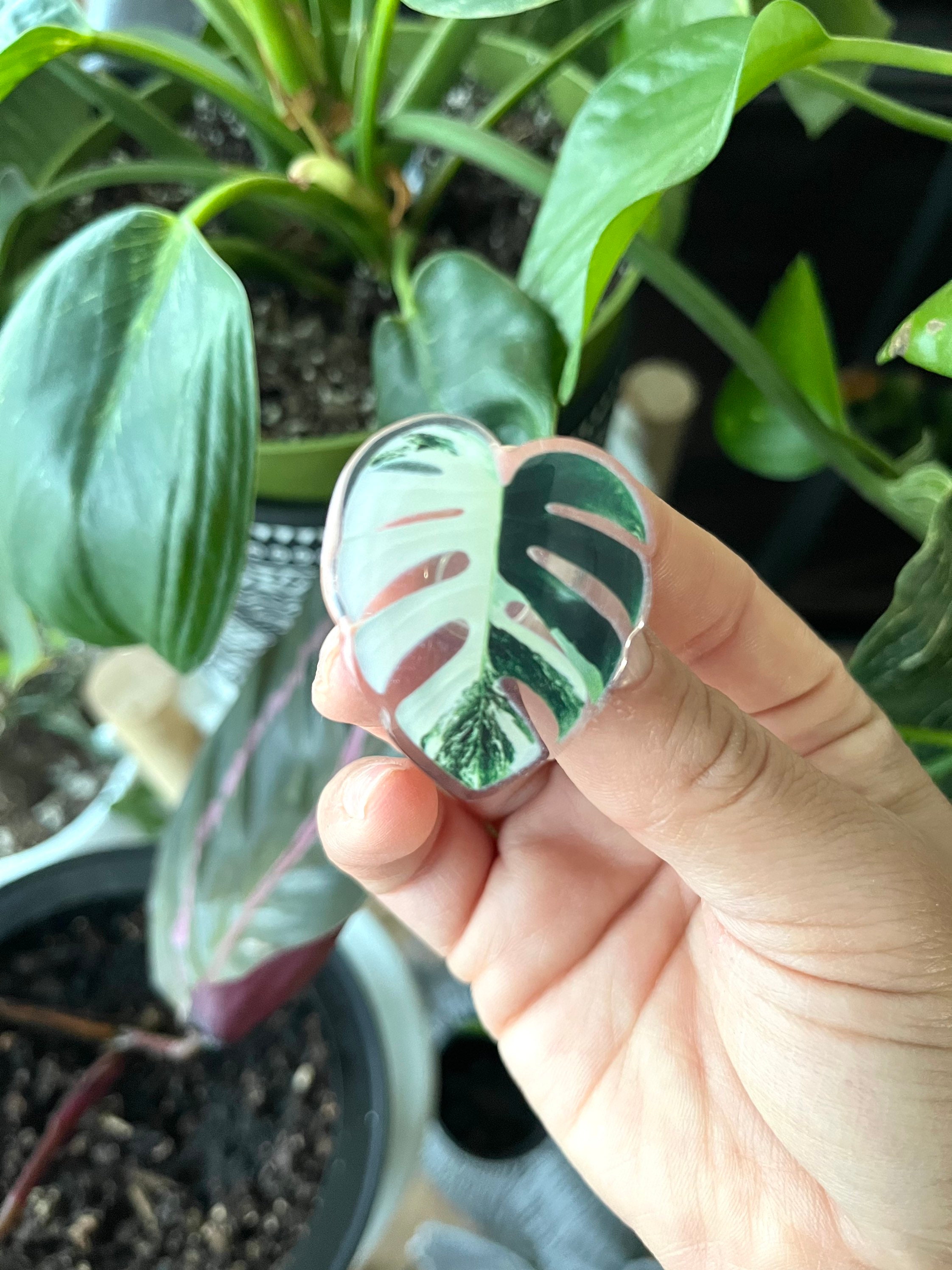 Monstera Albo Plant Shoe Charm, Handmade Acrylic Shoe Accessories