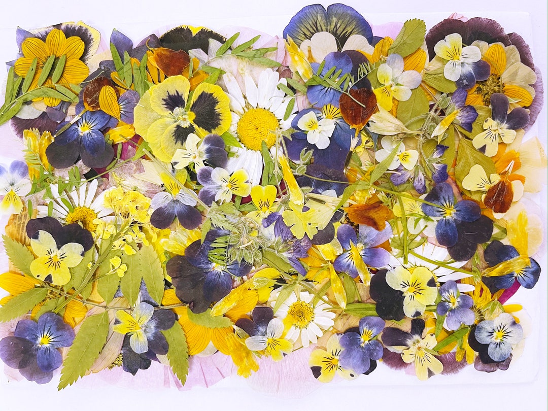 150 MEGA PACK Edible Pressed Flowers Edible Flowers for Cake Etsy