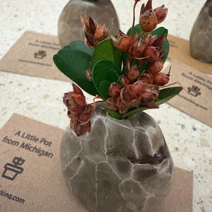 Peut inclure: Petit pot en pierre grise texturée, contenant une plante aux feuilles vertes et aux têtes de graines brun-rouge séchées. Le pot est posé sur une carte marron avec du texte.