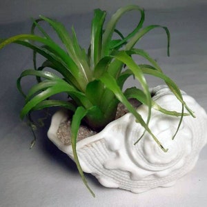 May include: A green succulent plant in a white seashell planter.
