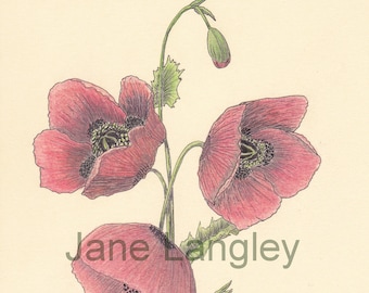 Poppies : A4 print of my original artwork