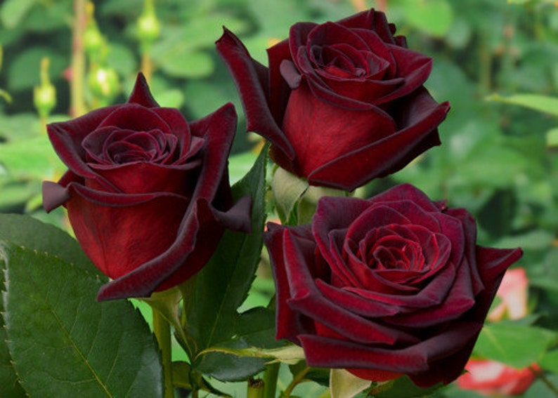 30 Black Baccara Hybrid Rare Rose Seeds Exotic Blood Red | Etsy