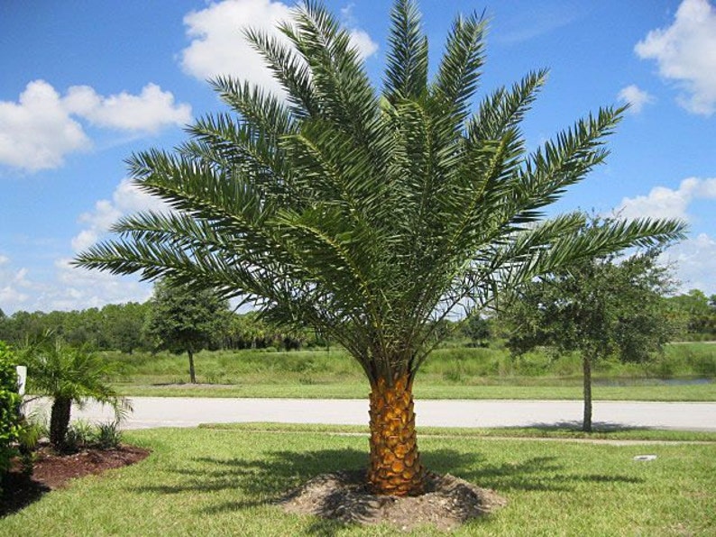 7 Fresh Exotic Palm Fruit Tree Seeds Phoenix Dactylifera Date Palm