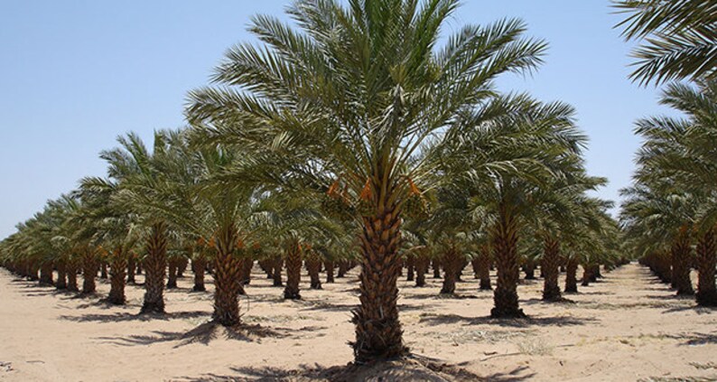 7 Fresh Exotic Palm Fruit Tree Seeds Phoenix Dactylifera Date Palm
